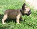 Francuski Buldog štenci